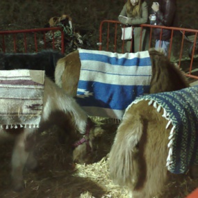 Feria